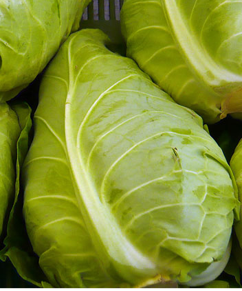 NIEDERHAUSER Spitzkraut (Stk.)